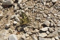 A day butterfly (HesperiidaeÃ¢â¬âNymphalidae) sitting on a stony p